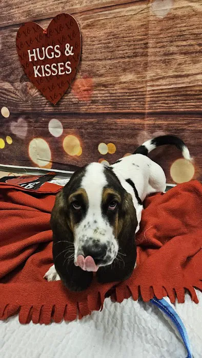 VCA Bolingbrook Animal Hospital Picture 8