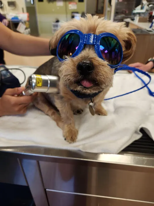 VCA Bolingbrook Animal Hospital Picture 7