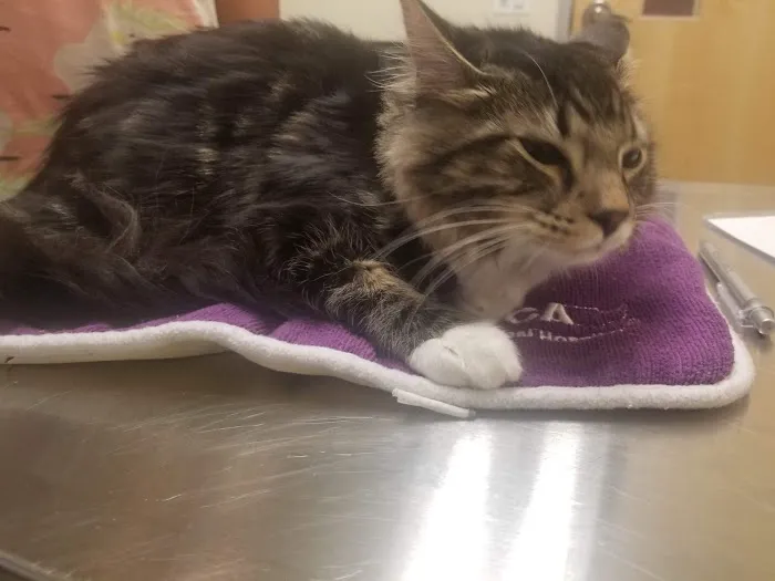 VCA Bolingbrook Animal Hospital Picture 10