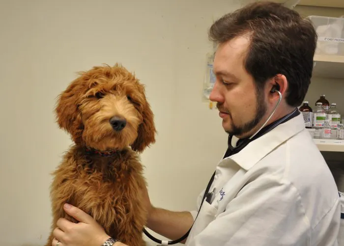 VCA Arboretum View Animal Hospital Picture 4