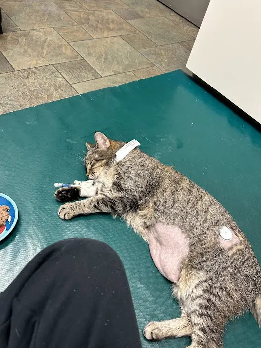 VCA Arboretum View Animal Hospital Picture 7