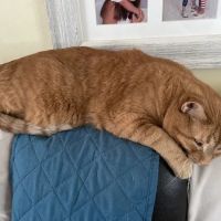 Ad Park Pet Clinic ico
