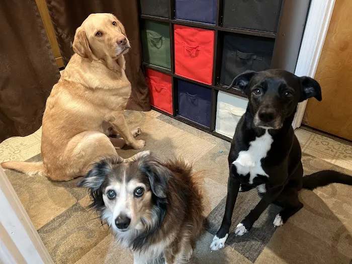Ad Park Pet Clinic Picture 5