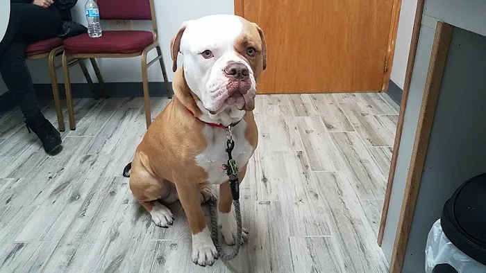 Ad Park Pet Clinic Picture 4