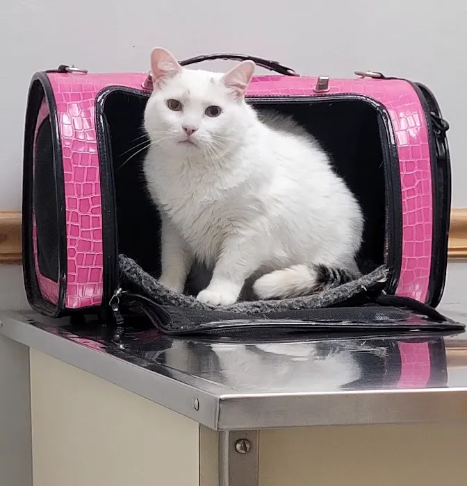 Ad Park Pet Clinic Picture 8