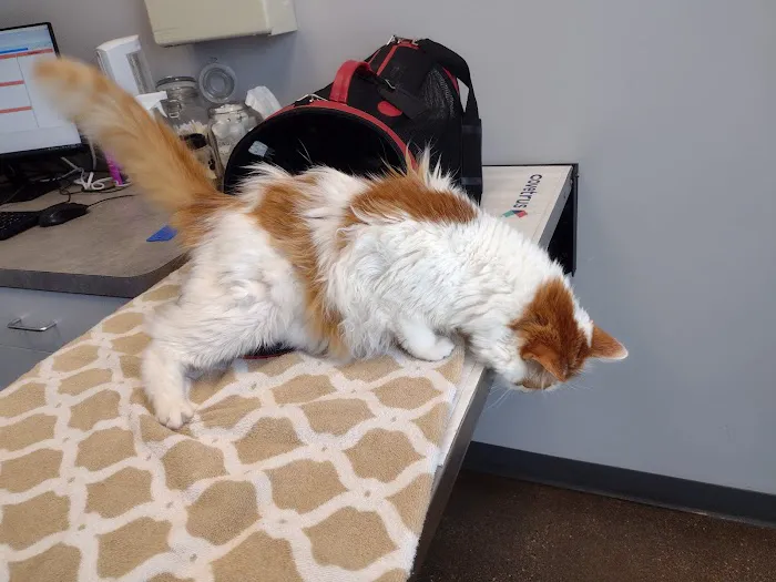 Lombard Veterinary Hospital Picture 1