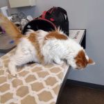 Lombard Veterinary Hospital
