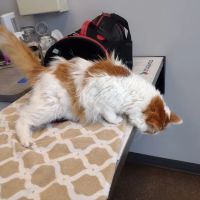 Lombard Veterinary Hospital ico