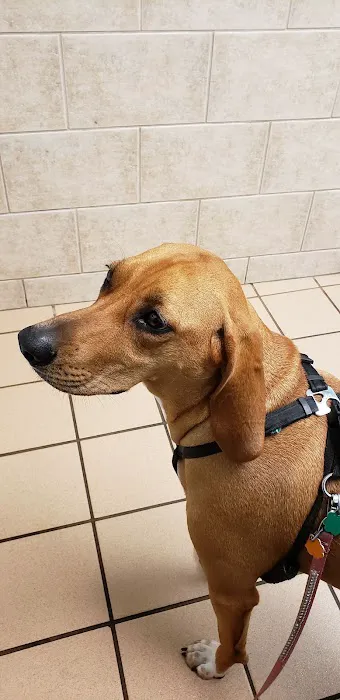 Lombard Veterinary Hospital Picture 3