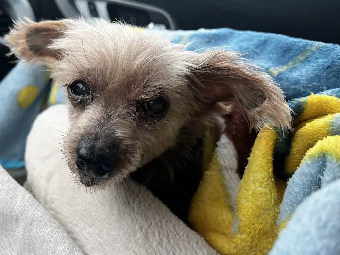 Lombard Veterinary Hospital Picture 4