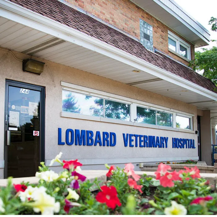 Lombard Veterinary Hospital Picture 5
