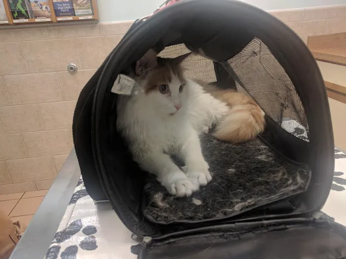 Lombard Veterinary Hospital Picture 10