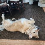 Dr.Sekowski,DVM Lombard veterinarian