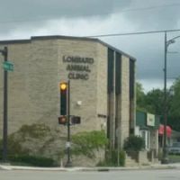 Lombard Animal Clinic, P.C. ico
