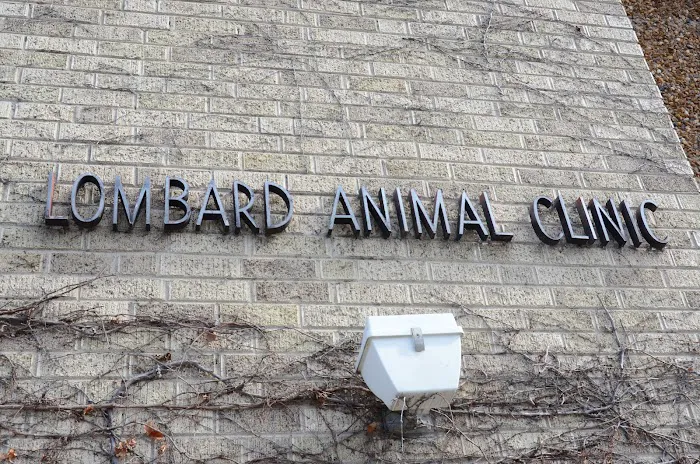 Lombard Animal Clinic, P.C. Picture 9