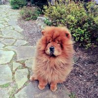 Glen Ellyn Animal Hospital ico