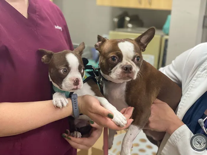 Glen Ellyn Animal Hospital Picture 7