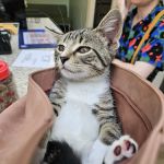 Wheaton Animal Hospital