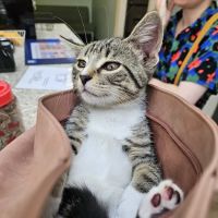 Wheaton Animal Hospital ico