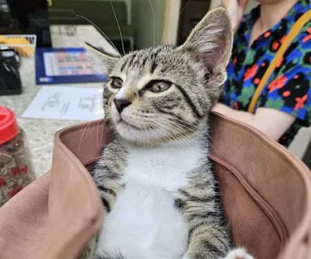 Wheaton Animal Hospital