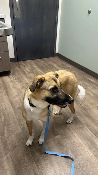Wheaton Animal Hospital Picture 4