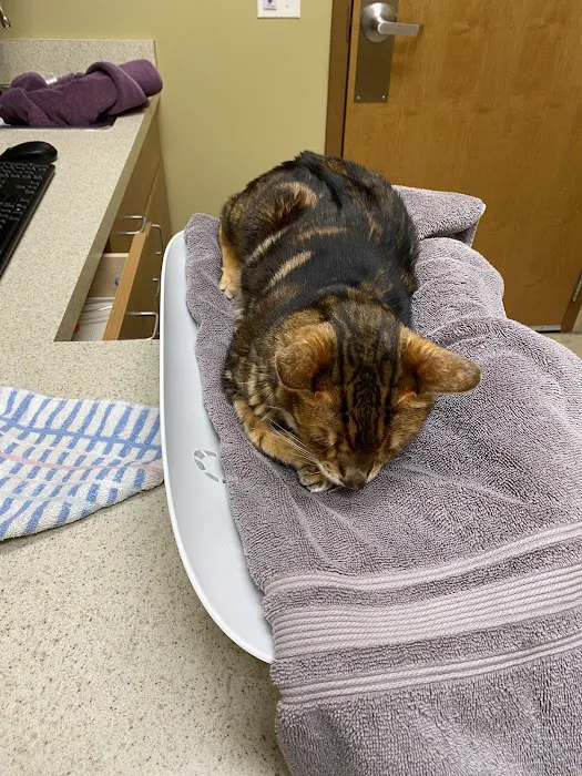 College Station Cat Clinic Picture 1