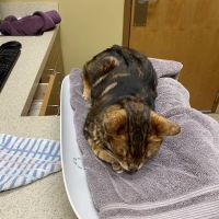 College Station Cat Clinic ico