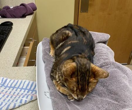 College Station Cat Clinic
