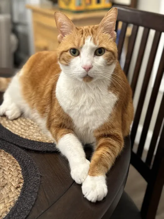 College Station Cat Clinic Picture 2