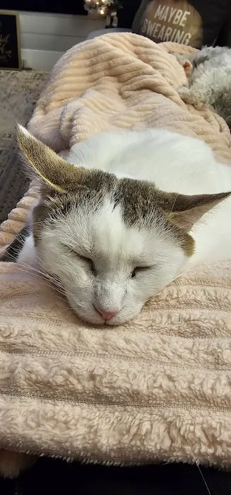 College Station Cat Clinic Picture 5