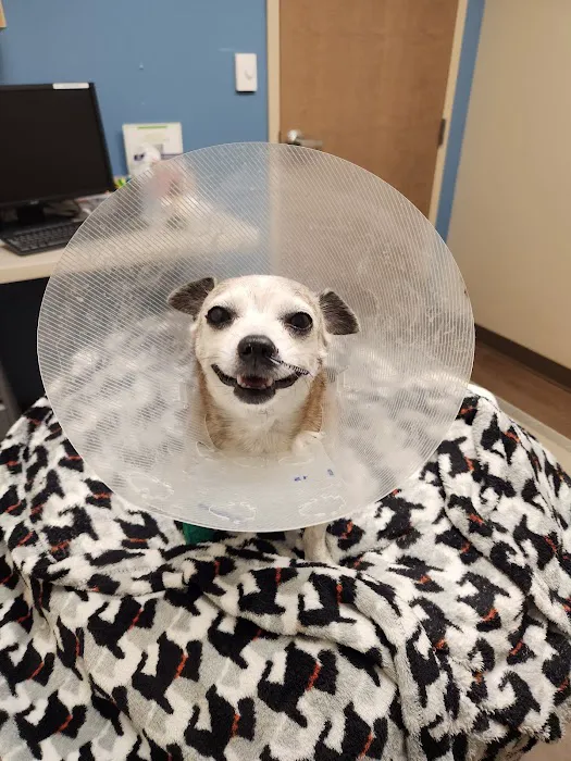 Emergency Veterinary Services of Lisle Picture 5