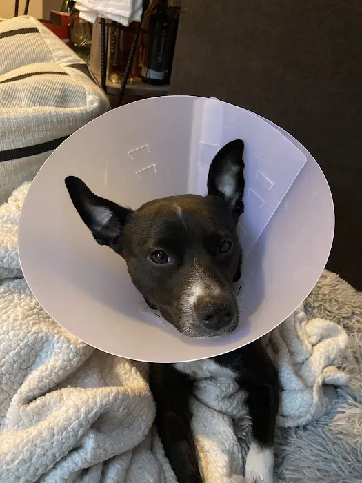 Emergency Veterinary Services of Lisle Picture 4