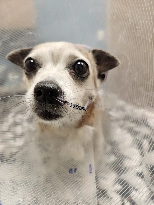 Emergency Veterinary Services of Lisle Picture 10