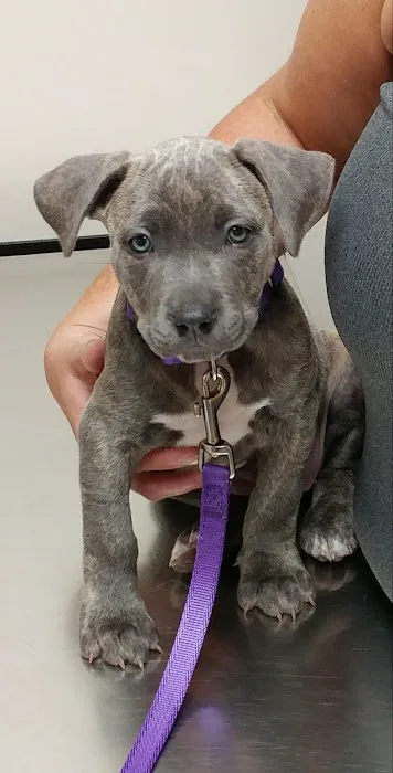 Park Ridge Animal Hospital LLC Picture 3