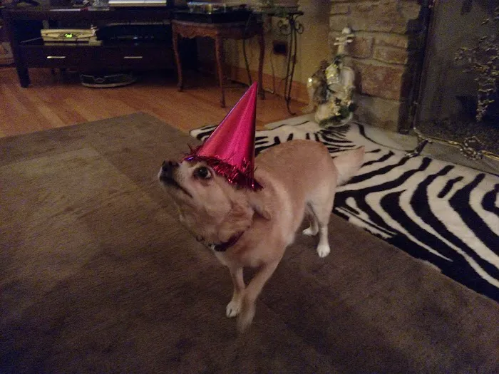 Park Ridge Animal Hospital LLC Picture 7
