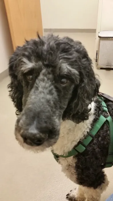 Park Ridge Animal Hospital LLC Picture 8