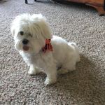 Oak Elm Animal Hospital