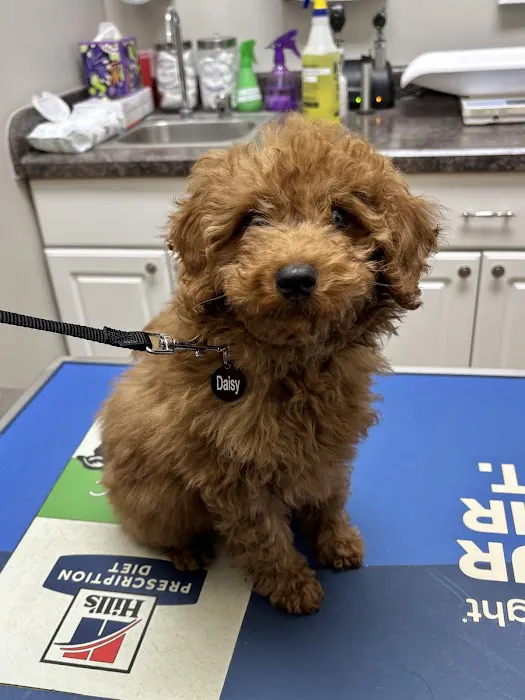 Oak Elm Animal Hospital Picture 6