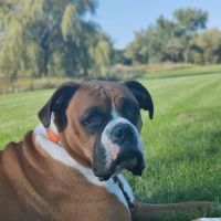 Rising Sun Veterinary Clinic ico