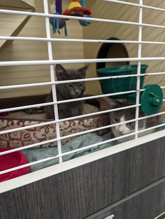 VIP Petcare Vaccination Clinic Picture 1