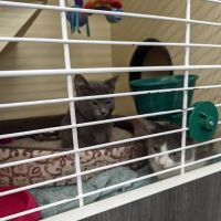 VIP Petcare Vaccination Clinic ico