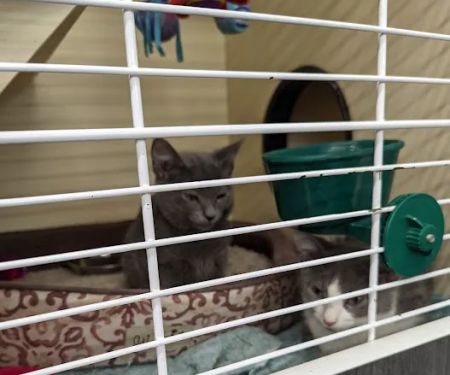 VIP Petcare Vaccination Clinic