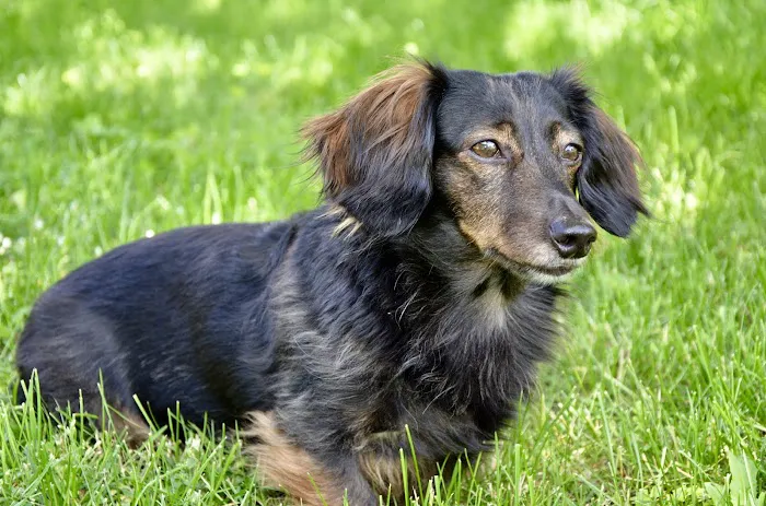 Lavitt Animal Hospital Picture 2