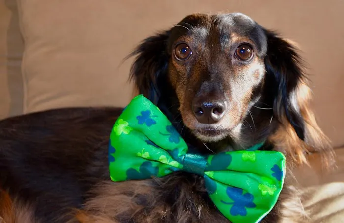 Lavitt Animal Hospital Picture 5
