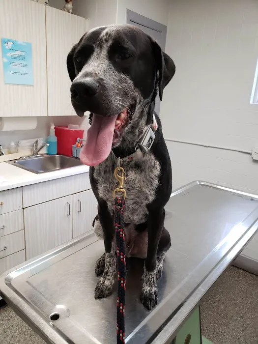 McCormick Animal Hospital Picture 3