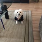 Skokie Animal Hospital