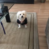 Skokie Animal Hospital ico