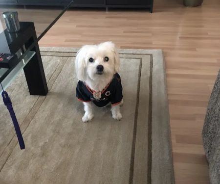 Skokie Animal Hospital