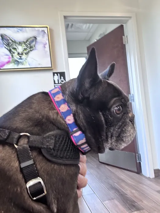 Skokie Animal Hospital Picture 3