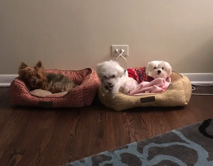 Skokie Animal Hospital Picture 2